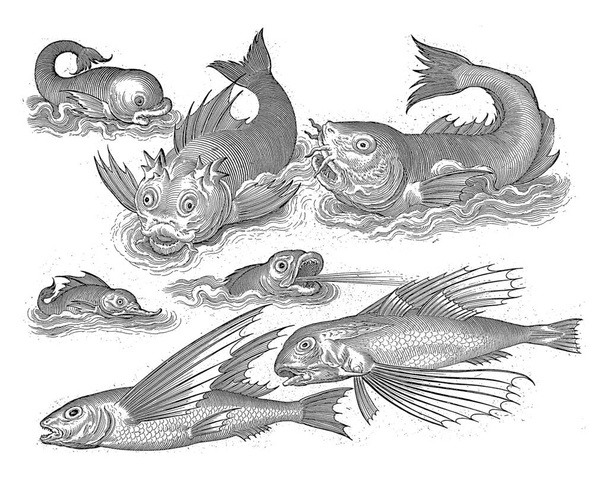 Фантастичні водяні тварини, написи латиною і голландською мовою ототожнюють дельфіна і кашалота.. - Фото, зображення