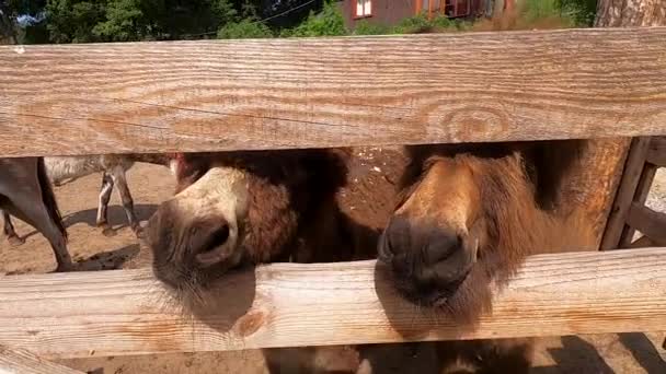 Donkey noses close-up. Muzzles of donkeys peek through the gap of a wooden fence on donkey on sunny day. Pets, domestic animals,animal husbandry. Livestock corral. Cute pets with brown hair close up - Footage, Video