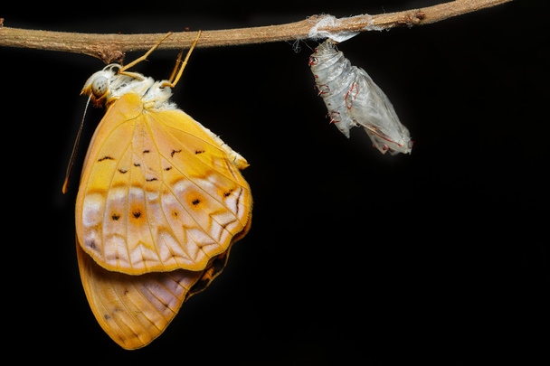 女性の一般的なヒョウ蝶が繭から出てください。 - 写真・画像