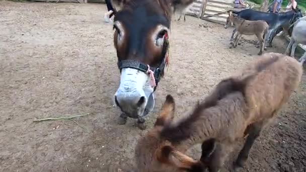 Mom donkey with baby colt in paddock on outside donkey farm. Head muzzle closeup. Pets, domestic animals, animal husbandry. Livestock corral. Cute pets with brown hair. Livestock breeding Agricultural - Footage, Video