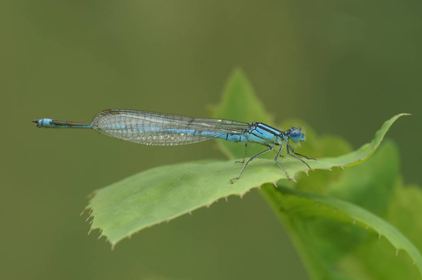 Részletes közelkép egy közönséges kékúszójú lepke, Enallagma cyathigerum, ült a növényzet - Fotó, kép