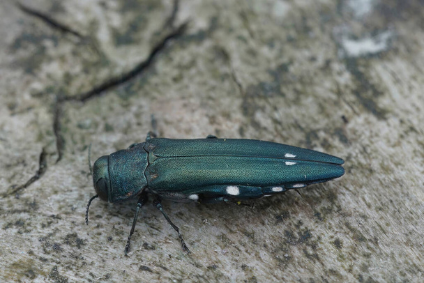 Close up on the nice green colored Two spotted oak buprestid or Oak splendour beetle , Agrilus biguttatus a pest species for oak trees - Photo, Image