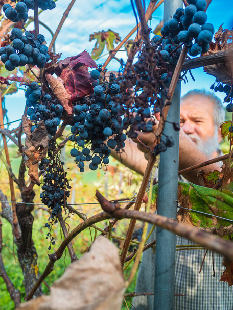 oude man met baard oogsten voor de wijnproductie - Foto, afbeelding