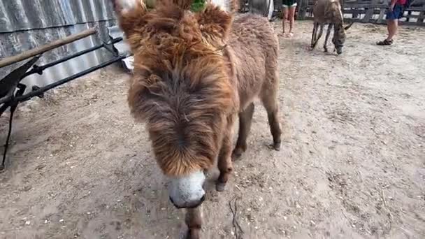 Cute fluffy foal with long brown hair walks through a livestock paddock at a donkey farm. Pet, domestic animals, animal husbandry. Livestock corral. Livestock breeding. Agricultural agrarian animal - Footage, Video