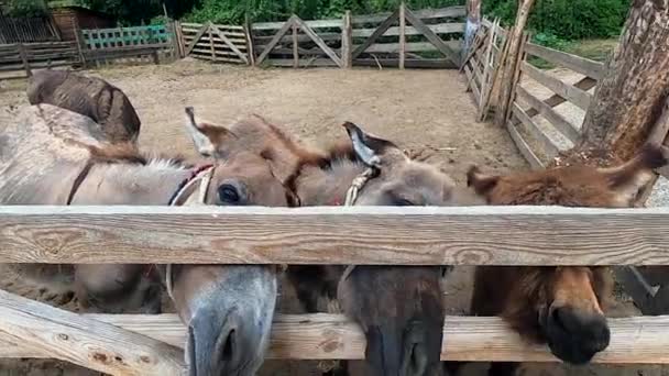 Three muzzles of donkeys peek through a wooden fence at a donkey farm. Girl stroking one of the donkeys. Pets, domestic animals,animal husbandry. Livestock corral. Cute pets with brown hair close up - Footage, Video