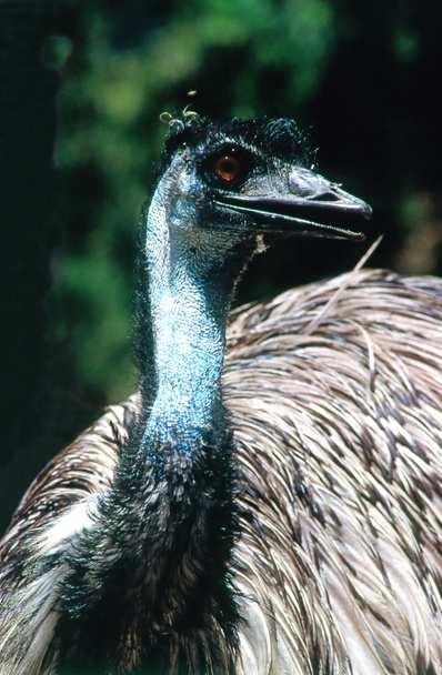 Primer plano de un Emu
 - Foto, Imagen