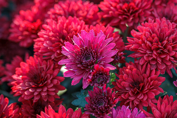 schöne Sträucher mit Chrysanthemenblüten rote Farben aus nächster Nähe - Foto, Bild