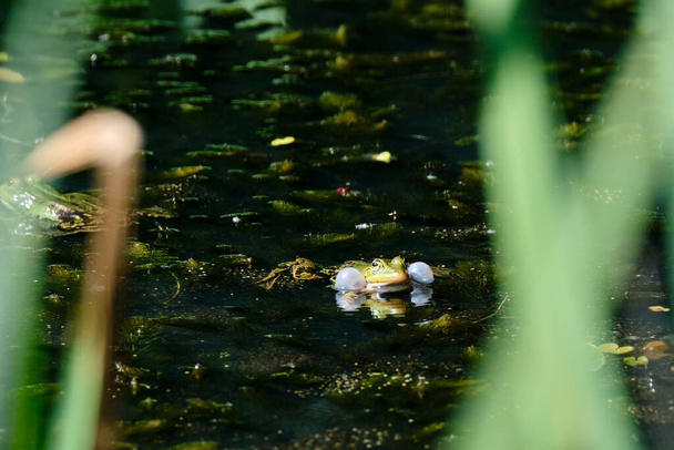 Close-up de uma rã de água comum ou Green, Lake or Pool Frog, Pelophylax esculentus. Nadar na água com plantas aquáticas. Amersfoort, Países Baixos - Foto, Imagem