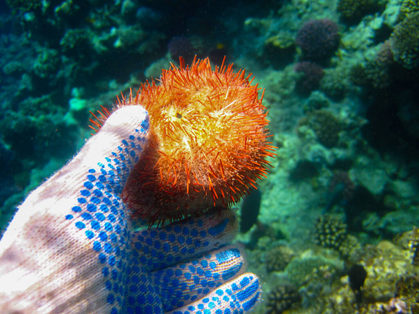 Sea urchin in the coral reef of the Red Sea, Hurghada, Egypt - Photo, Image