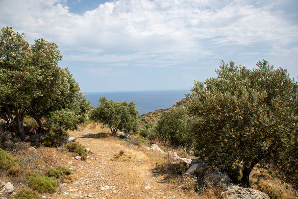 tussen de olijfbomen prachtig uitzicht op de zeekust - Foto, afbeelding