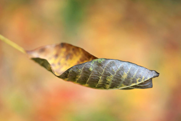 Színes őszi levelek a természet hátterében - Fotó, kép
