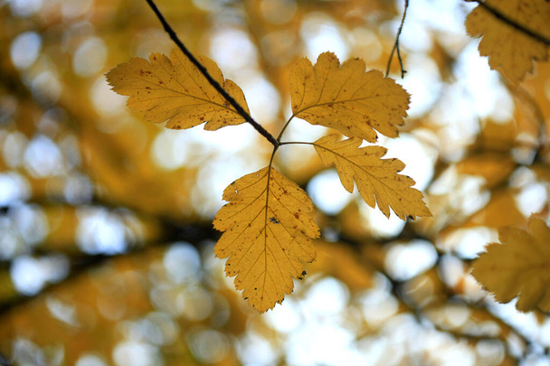 Πολύχρωμα φύλλα του φθινοπώρου στη φύση - Φωτογραφία, εικόνα