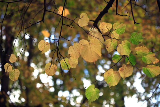 Bunte Herbstblätter auf Naturhintergrund - Foto, Bild