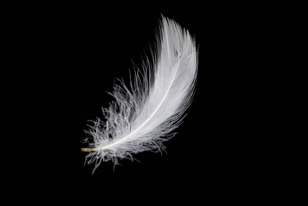 white feather of a goose on a black background - Foto, imagen