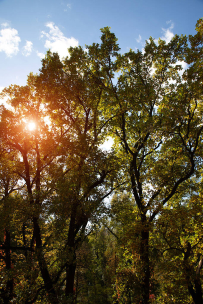 青空を背景に明るい昼間の太陽と緑と黄色の秋のオーク。風景、自然背景 - 写真・画像