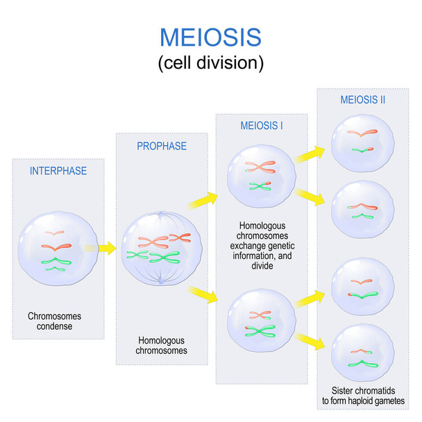 Майоз. деление клеток для производства гамет, таких как сперматозоиды или яйцеклетки. половое размножение. Векторная диаграмма. Плакат об образовании - Вектор,изображение