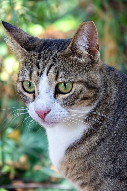 Retrato de la belleza gato salvaje con ojos verdes en el jardín. Vista vertical - Foto, imagen