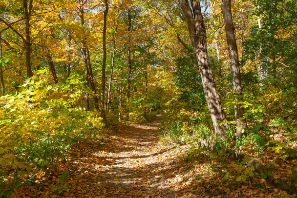 Szlak turystyczny i jesienny krajobraz w Parku Stanowym Matthiessen, Illinois, USA. - Zdjęcie, obraz