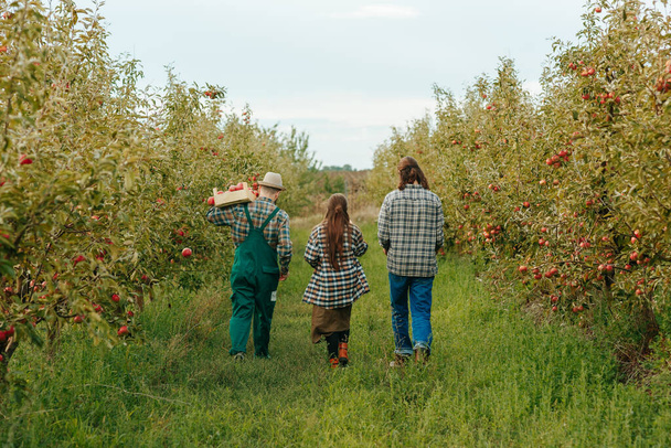 Back view unrecognizable young farmers leave the apple orchard towards the horizon at the end of the working day. On the shoulder of one is a box with a harvest. They go slowly, tired after work. - Valokuva, kuva