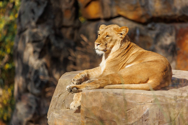 Lioness lies on a stone and watches - Photo, Image