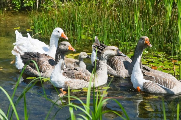 Grupo de gansos nadando no pântano
 - Foto, Imagem