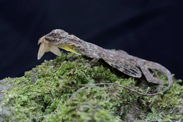 Un drago volante sta mangiando una falena su una roccia ricoperta di muschio. Questo rettile ha il nome scientifico di Draco volans. Focus selettivo con sfondo nero. - Foto, immagini