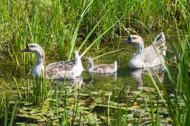 Três gansos na lagoa
 - Foto, Imagem