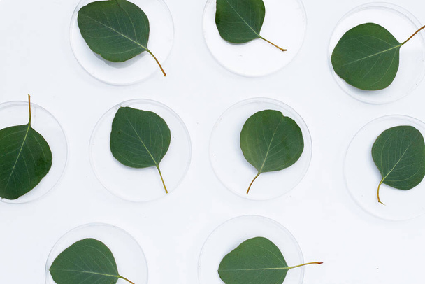 Frische Blätter von Eukalyptus in Petrischalen auf weißem Hintergrund. - Foto, Bild