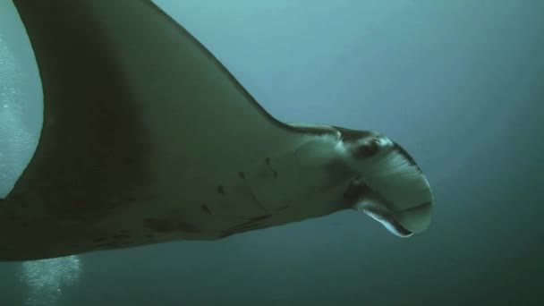 Vídeo en cámara lenta con manta ray, buceo con manta rays - Metraje, vídeo