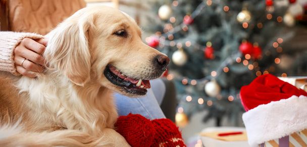 Cute labrador dog with owner at home on Christmas eve - Fotografie, Obrázek