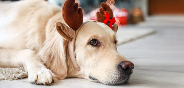 Cute labrador dog with deer horns at home on Christmas eve - Fotoğraf, Görsel