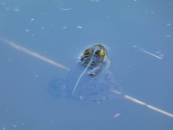 Primo piano di una rana d'acqua comune o rana verde (Pelophylax esculentus) che nuota in acqua in estate - Foto, immagini