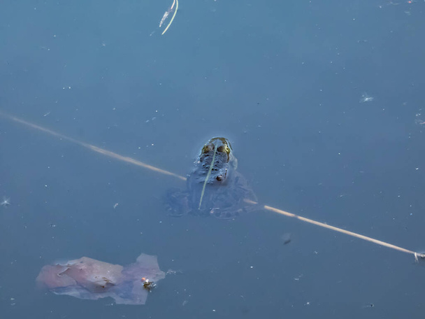 Primer plano de una rana común o rana verde (Pelophylax esculentus) nadando en el agua en verano - Foto, imagen