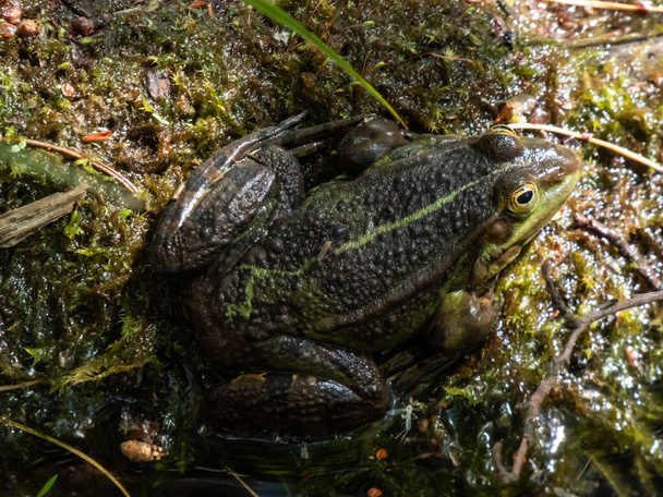 Su kurbağası veya yeşil kurbağanın (Pelophylax esculentus) yazın su bitkilerinde otururken yakın plan çekimi - Fotoğraf, Görsel