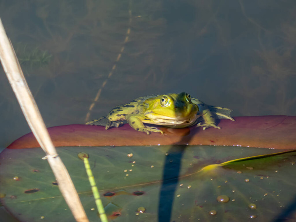 Close-up shot of a common water frog or green frog (Pelophylax esculentus) swimming in water in summer - Photo, Image