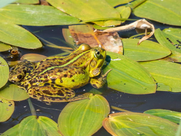 Close-up shot of a common water frog or green frog (Pelophylax esculentus) swimming in water among green leaves in summer - Photo, Image