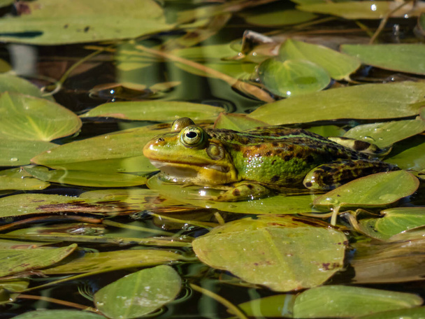 Close-up shot of a common water frog or green frog (Pelophylax esculentus) swimming in water among green leaves in summer - Photo, Image