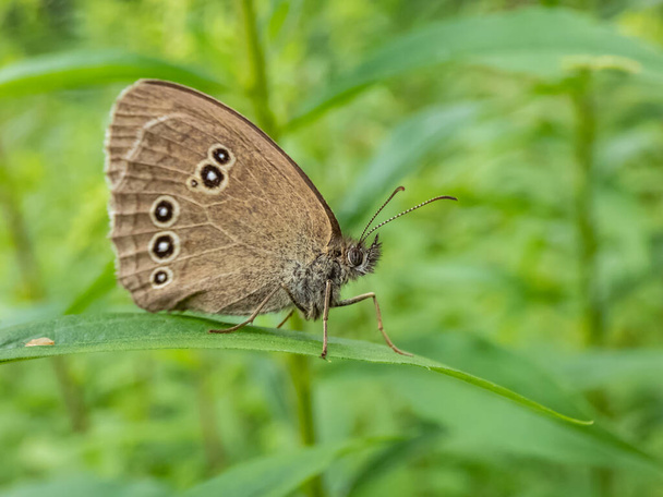 Yazın ringletin (Aphantopus hyperantus) yakın plan çekimi. Orta büyüklükte kelebek, üst ve alt tarafları kahverengidir, küçük, sarımsı göz kapaklarıyla. - Fotoğraf, Görsel