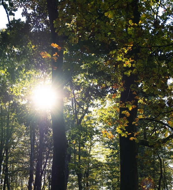 Солнечные лучи проходят сквозь деревья, осень в Наварре. - Фото, изображение