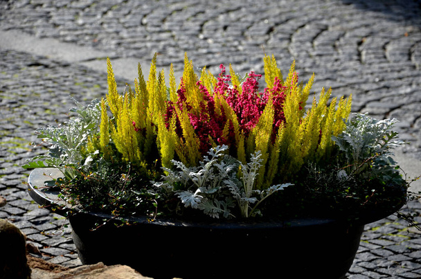 Een grijze bloempot is een vlakke bloempot met bloeiende vaste planten op een plein of op een straat in een park. wegbarrière van staal, beton, salie, heide - Foto, afbeelding