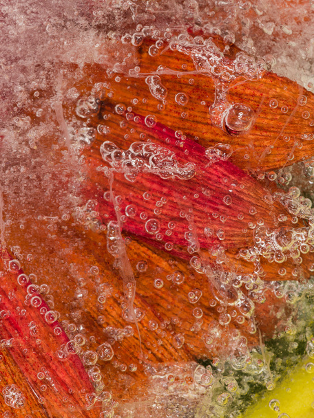 red flower frozen in ice - Foto, Imagen