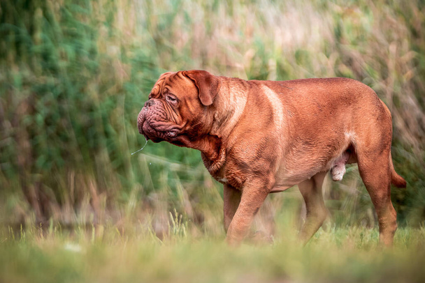 Perfekter Vertreter der Rasse Bordoux. Französische Dogge auf dem Gras in der Natur. - Foto, Bild