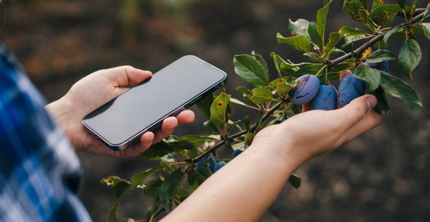 Femmes mains tenant téléphone avec écran vierge pour enregistrer des informations sur les fruits cultivés dans le jardin. Travaux de plantation de pruniers.  - Photo, image