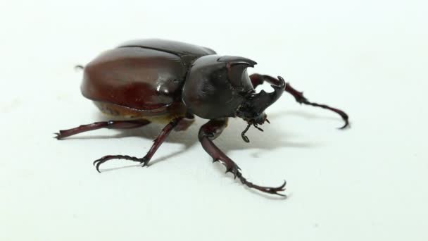 rhinoceros beetles Xylotrupes australicus isolated on white background - 映像、動画