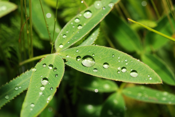 Drops on a leaf - Фото, изображение