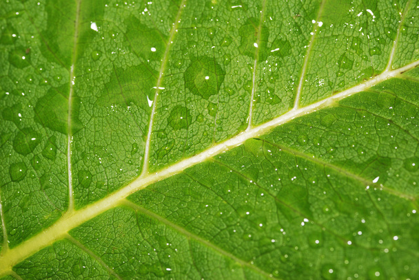 Drops on a leaf - Φωτογραφία, εικόνα