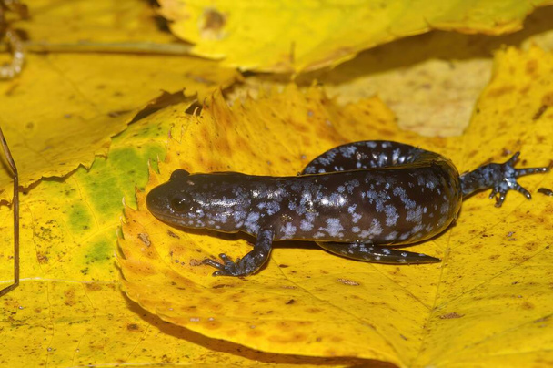 Closeup on an adult of the endangered Blue spotted mole salamander , Ambystoma laterale on a yellow leaf - Photo, Image