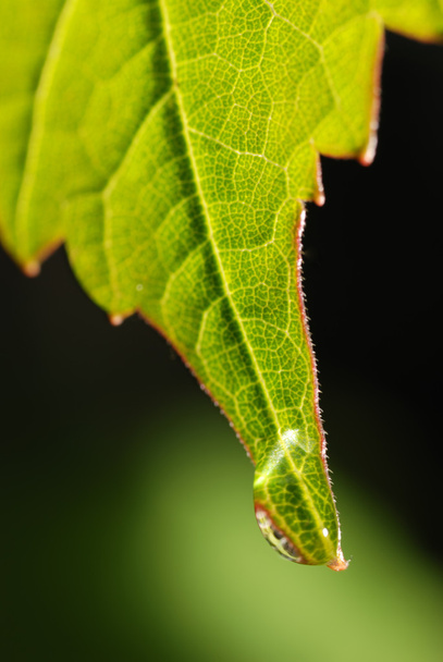 Drops on a leaf - Zdjęcie, obraz
