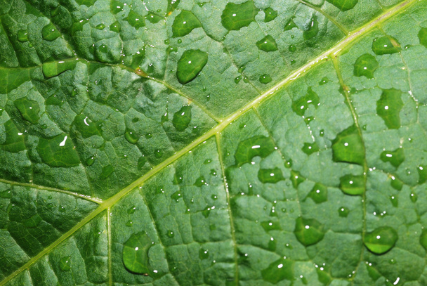 Drops on a leaf - Foto, Imagen