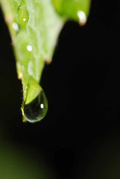 Three drops on a leaf - Φωτογραφία, εικόνα